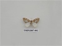 藏品(尺蛾616)的圖片